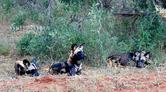 African Hunting Dogs - Tsavo East National Park, Kenya